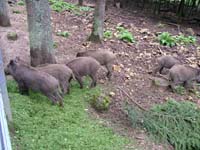 Wildschweine