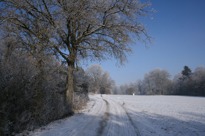 Raureif auf dem Stauden