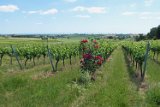250530_Pfalz_Rad01_049