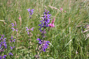 Wiesensalbei und Esparsette