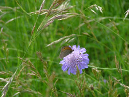 Witwenblume