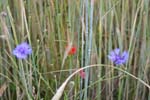 070630wilflingen12