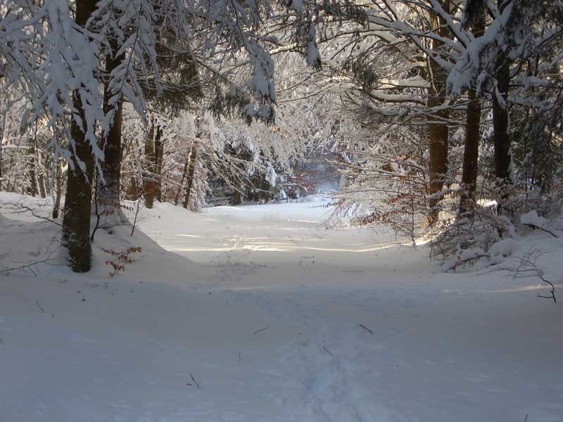 Waldweg im Nonnenhlzle