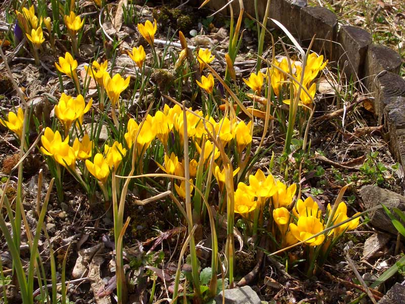 Krokusse