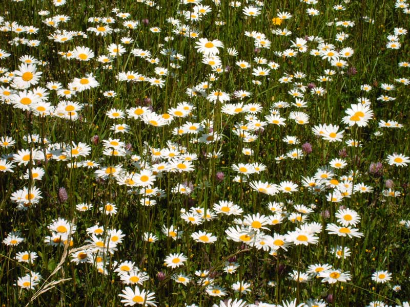 Margeritenwiese