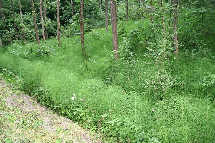 Hohenfels 20.7.08