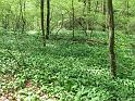 100425bluetenwanderung2_04