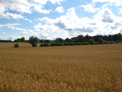 Weizenfelder am Wasserturm