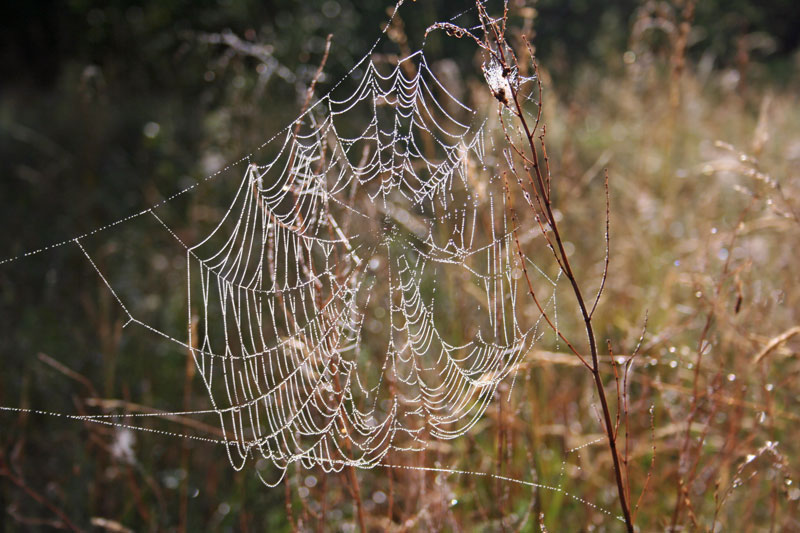 Spinnen-Netz im Morgentau