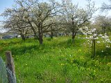 260418_Bluetenwanderung01_ (18)