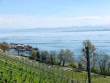 260418_Bluetenwanderung01_ (39)
