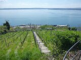 260418_Bluetenwanderung01_ (42)