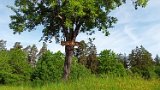 260510Binsdorf_ (07)
