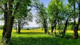 260510Binsdorf_ (20)