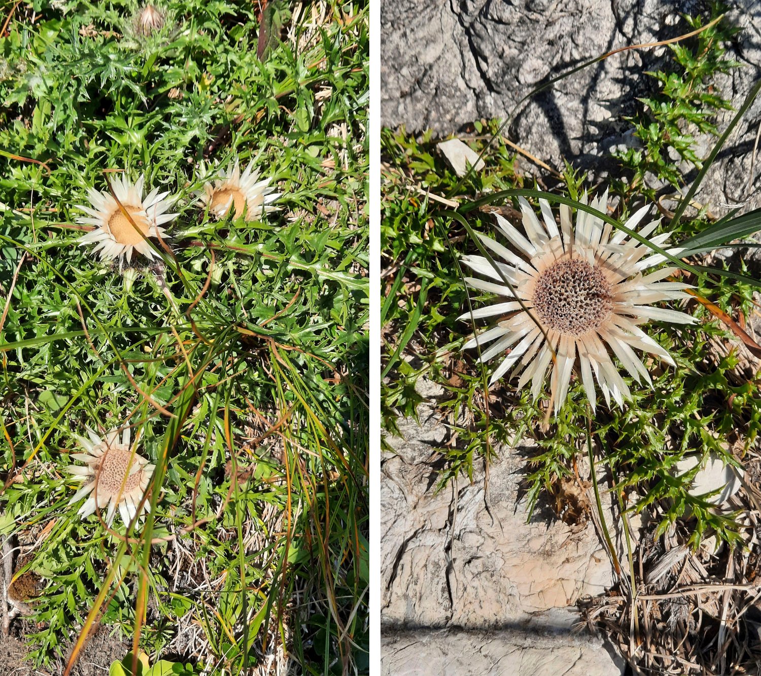 260815_Bergtour019a.jpg - Nicht nur die Fernsicht ist ein Erlebnis...