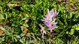 260915gnadenweiler (14)