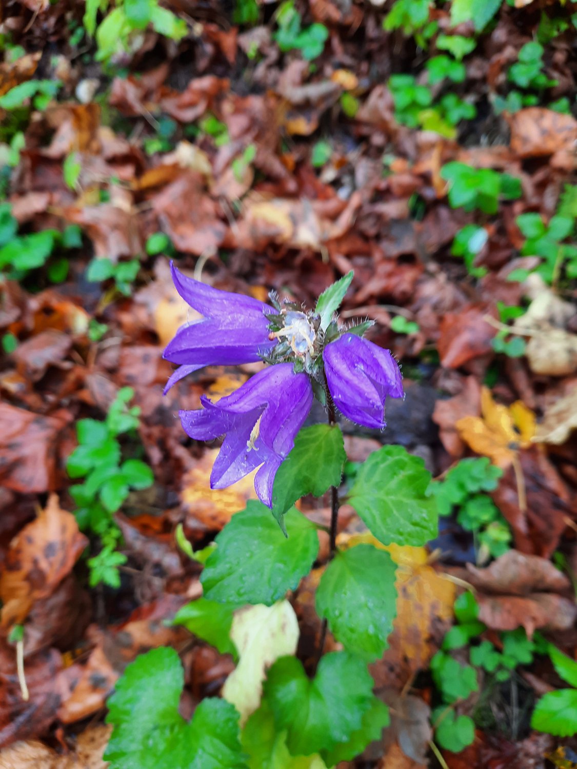 291011-donauversinkung_hoewenegg_15.jpg