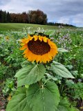 291011-donauversinkung_hoewenegg_34